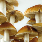 1585653980b-plus-magic-mushroom
